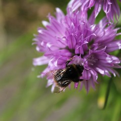 bee on a flower
