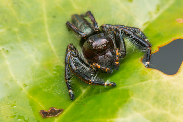 Jumping Spider on green moss with blur background , Close-up of Jumping Spider , Jumping Spider of Borneo