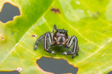 Jumping Spider on green moss with blur background , Close-up of Jumping Spider , Jumping Spider of Borneo