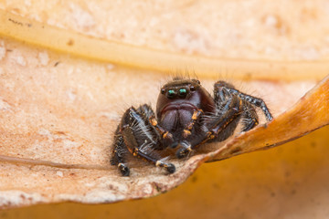 Jumping Spider on green moss with blur background , Close-up of Jumping Spider , Jumping Spider of Borneo