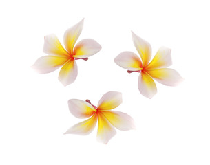 frangipani flower isolated on white