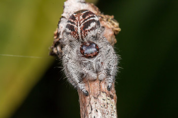 Jumping Spider on green moss with blur background , Close-up of Jumping Spider , Jumping Spider of Borneo