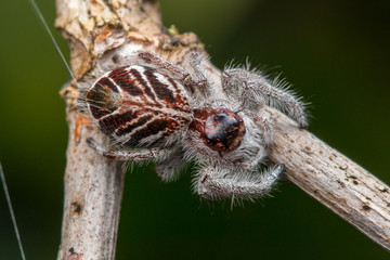Jumping Spider on green moss with blur background , Close-up of Jumping Spider , Jumping Spider of Borneo