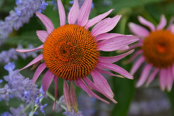 Purpur-Sonnenhut, Echinacea purpurea