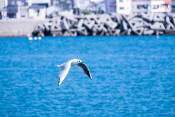 青い海とカモメ