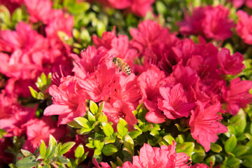 ツツジとミツバチ