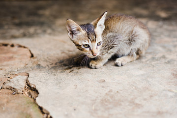 Naklejka na ściany i meble Close up of Cute Nepali Kitten Playing at Home