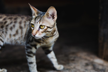 Close up of Cute Nepali Kitten Playing at Home
