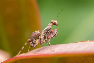 Macro image of Brown Mantis of Borneo Island