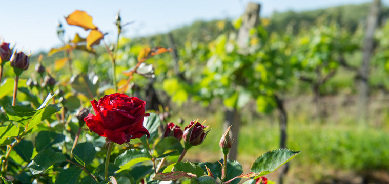 Red roses and wood post with vines in Bordeaux vineyard. New grape buds and young leafs in spring growing with roses in Saint Emilion vineyard