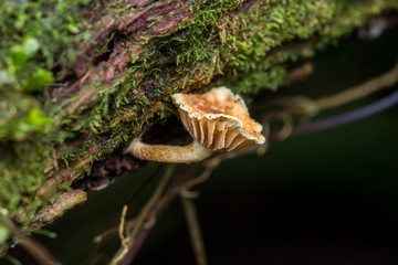 Jungle Mushroom fungus