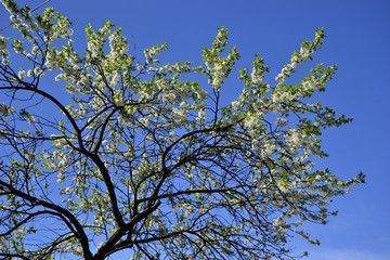 Цветущие ветки деревьев на фоне синего неба