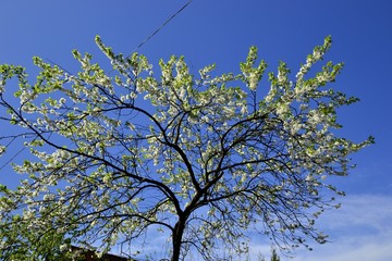 Цветущая вишня на фоне синего неба