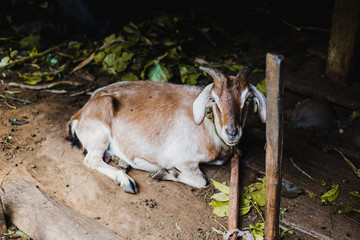 Adorable Asian Goat in a shed,Gorkha Nepal