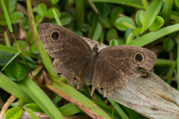 Nature scene of Moth at Borneo Island
