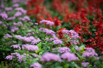 ピンク色のペンタスと赤いサルビアの花