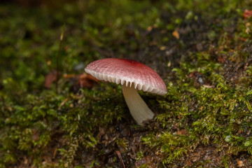 Jungle Mushroom fungus