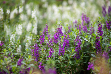 紫色のアンゲロニアの花