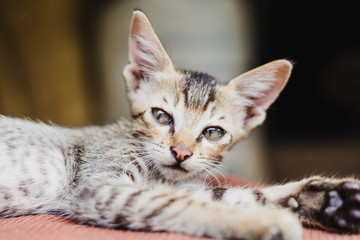 Close up of Cute Nepali Kitten Playing at Home