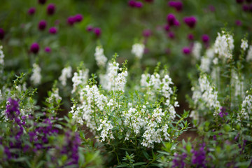 白いアンゲロニアの花