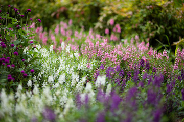 紫色のアンゲロニアの花
