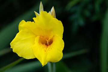 黄色いカンナの花のアップ