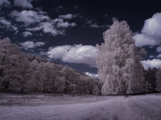 infrared photography - ir photo of a tree - the art of our world in the infrared spectrum