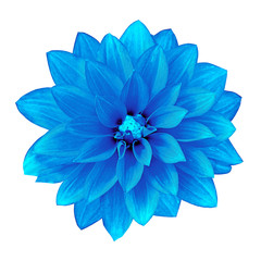 flower blue dahlia isolated on white background. Close-up. Element of design.