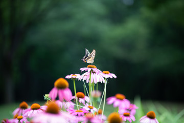 ピンク色のエキナセアの花とキアゲハ