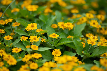 黄色いメランポジウムの花のアップ