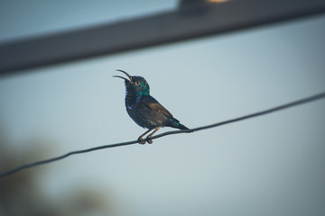 Small Bird Sitting In Wire