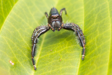 Jumping Spider on green moss with blur background , Close-up of Jumping Spider , Jumping Spider of...