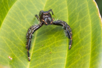 Jumping Spider on green moss with blur background , Close-up of Jumping Spider , Jumping Spider of...