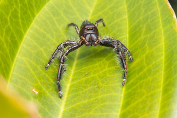 Jumping Spider on green moss with blur background , Close-up of Jumping Spider , Jumping Spider of Borneo