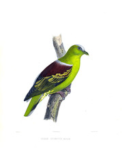 Illustration of a dove