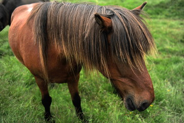 Icelandic horses eat juicy green grass