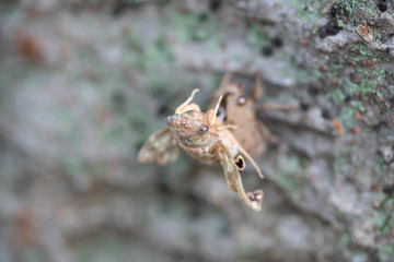 ニイニイゼミの羽化