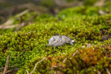 Jumping Spider on green moss with blur background , Close-up of Jumping Spider , Jumping Spider of Borneo
