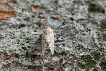 ニイニイゼミの羽化