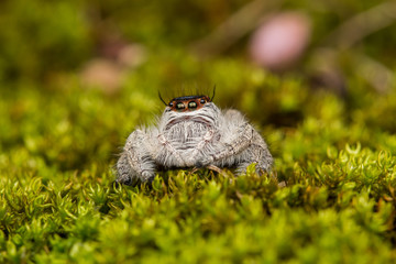 Jumping Spider on green moss with blur background , Close-up of Jumping Spider , Jumping Spider of Borneo