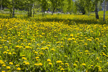 Fototapeta premium Beautiful landscape the green wood with yellow colors in a green grass 