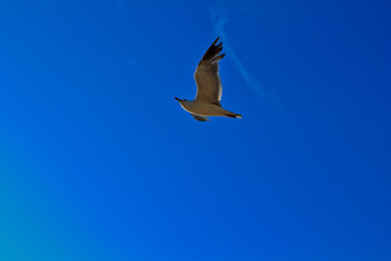 Seagull Flying In The Sky
