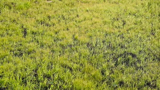 Green lawn in spring. Grass is medium length. Close-up.