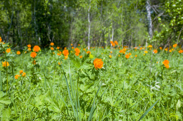 Beautiful landscape the green wood with orange flowers in a green grass
