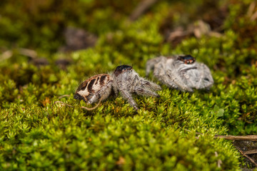 Jumping Spider on green moss with blur background , Close-up of Jumping Spider , Jumping Spider of Borneo