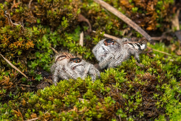 Jumping Spider on green moss with blur background , Close-up of Jumping Spider , Jumping Spider of Borneo