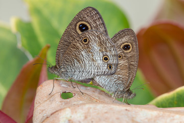 Fototapeta premium Macro image of maiting Butterfly in Borneo Island