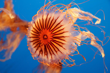 Medusa Jellyfish