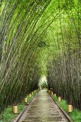 Amazing shady walkway through bamboo woods after rain