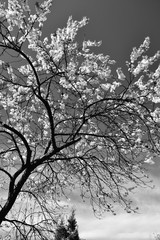 Цветущее вишнёвое дерево в черно-белой палитре